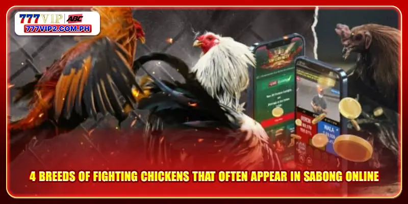 4 breeds of fighting chickens that often appear in sabong online