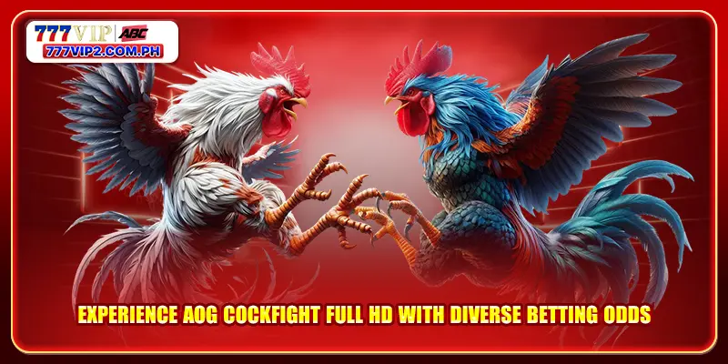 Experience AOG Cockfight Full HD with Diverse Betting Odds